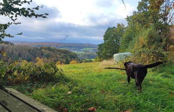 FeWo Bergenrot Urlaub mit Hund - Foto 6