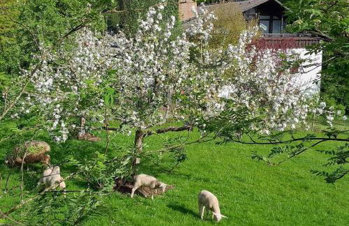 Fewo Waldtherme Relaxen, wandern, Radfahren - Foto 17