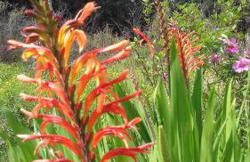 Monte frio de Tenerife - Foto 27