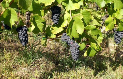 Gîte les Tilleuls Piscine été 2026 - Foto 21