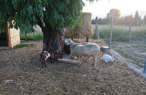 Agriturismo Terralieta - Foto 9