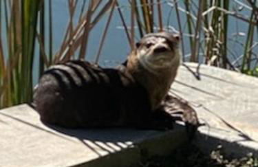 Cape Coral Wildlife Views-Heated Pool-Pet Friendly - Foto 23