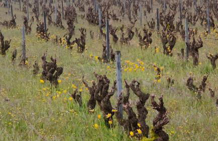 La Maison Bleue de Husseau Ancienne ferme semi-troglodytique 18e siècle - Foto 40