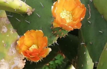 Quintinha das Lombas - Foto 53