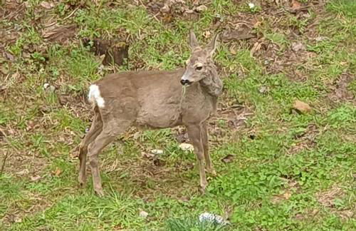 The family bienvenidos a Canfranc - Foto 39