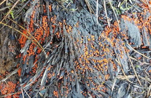 Pallas Casa - Photo 49