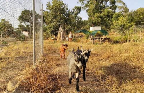 Quinta Terramadome: Dome incomum & responsável - Foto 32