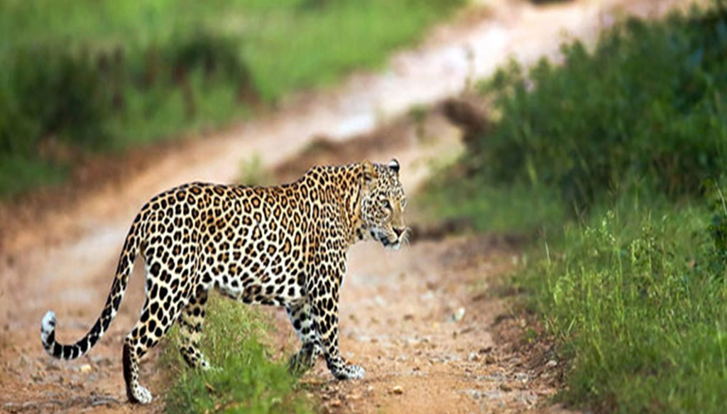 Excursión a la Reserva de Tigres de Sundarbans - Foto 1