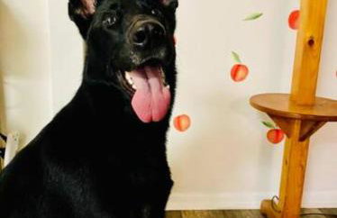 The Peach Family Friendly Oasis - Photo 22