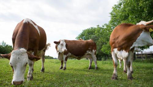 Agriturismo Borg da Ocjs - Foto 2