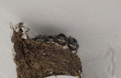 Apartment Geltinger Birk by Interhome - Foto 35