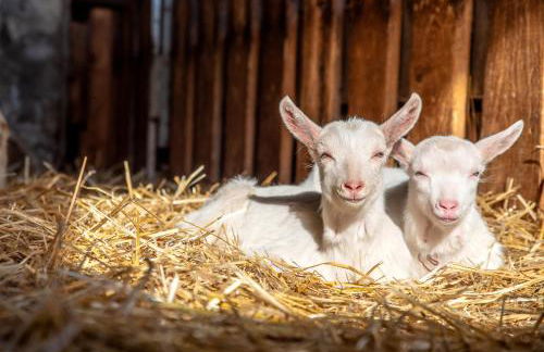 Ferienwohnung Kapellenhof - Foto 13