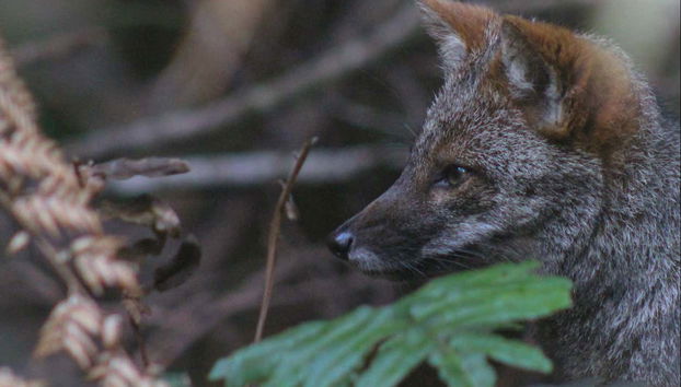 Tepuhueico Day Trip - Foto 3