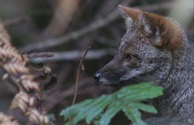 Tepuhueico Park Ticket - Foto 6