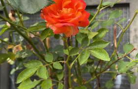 Casa Lares - Foto 85