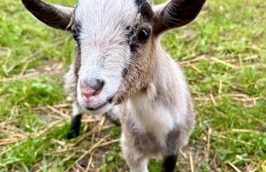 Boutique Countryside Studio with Farm Animals - Foto 14