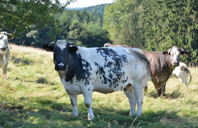 Nature Escape in Martelange - Foto 24