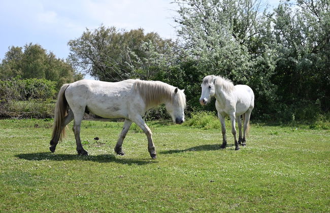 Al Ponticello Room & Breakfast - Foto 56