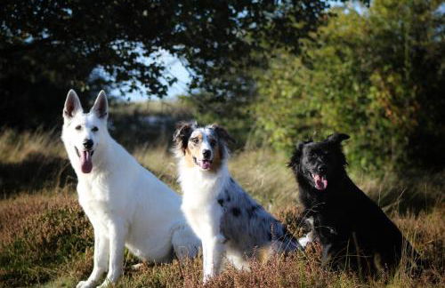 Ferienwohnung Ententeich - Foto 10