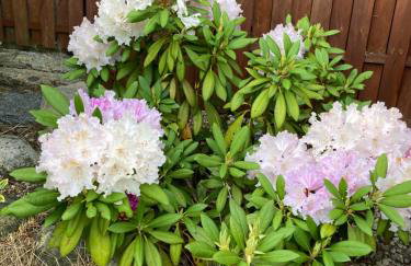 Dom w Sąpach - Foto 55