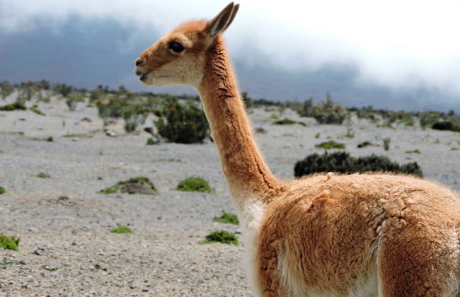 Trekking di 2 giorni al vulcano Chimborazo - Foto 6