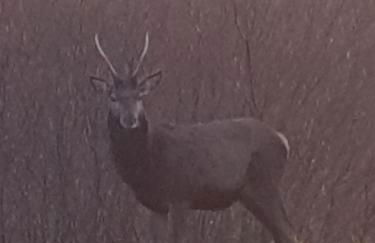 North Face Apartment , Fort William - Photo 27