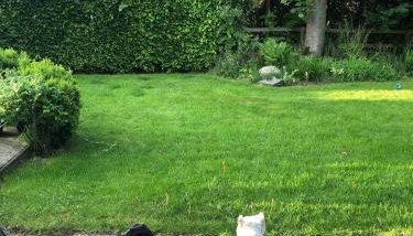 Cheshire Country Cottage, Bulkeley - Foto 2, Garden, Garden view