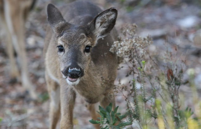 Private Pool in Grayton & Feet to the Beach; Next Door to Chiringo & Red Bar - Foto 30