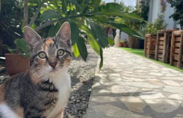 House of sunset 2 Sivas - Photo 33