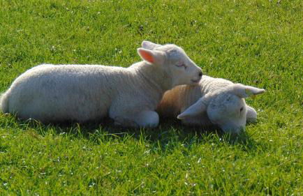 The Haybarn - Foto 43