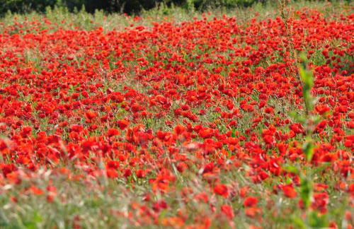 Casa Rural Mentesana - Foto 30