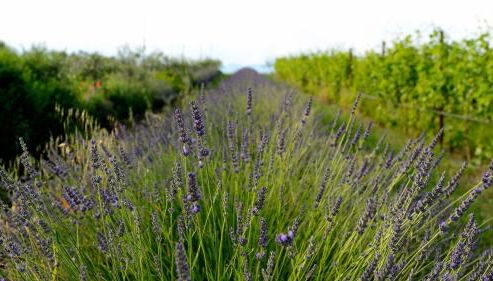 agriturismo2laghi - Foto 5