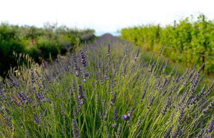 agriturismo2laghi - Foto 5