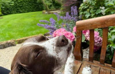 Elm Tree Cottage - Foto 10