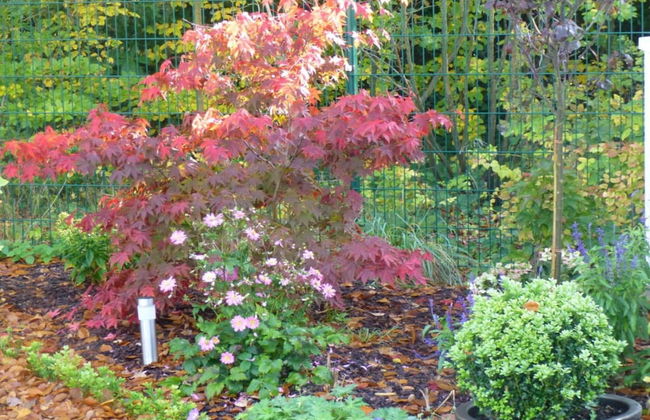 Holiday Apartment at the oak Tree - Foto 10