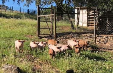 Casa do Forno Évora retreat - Foto 40