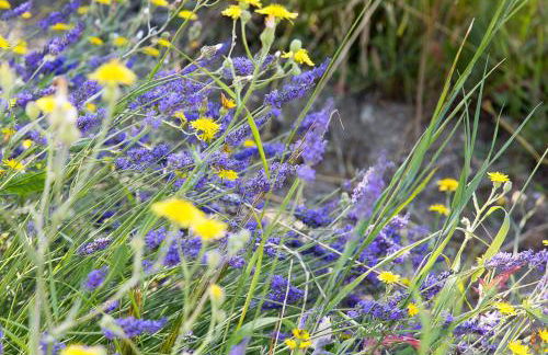 Domaine de L'Essentiel de Lavande - Foto 24