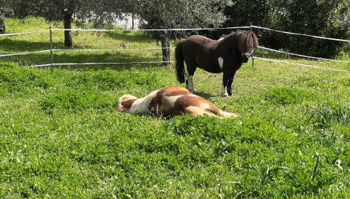 Villa Aiali - Foto 3