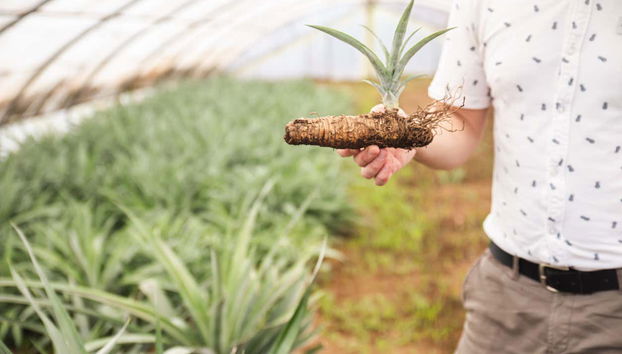 We'll see how a pineapple grows from seeds to root