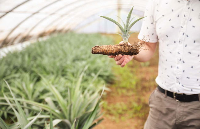 Pineapple Wine Tasting & Plantation Tour - Photo 4