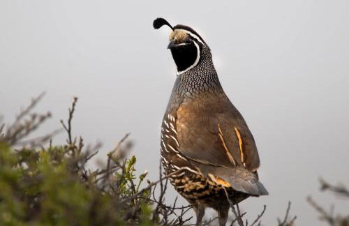Hawthorne Manor | 3BD in Central Tucson w/ Patio - Foto 20
