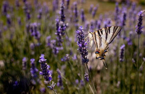 Estança La Pau - Adults Only - Photo 48