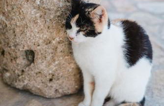 Nikos & Vassilis apartments Kefalonia - Foto 52