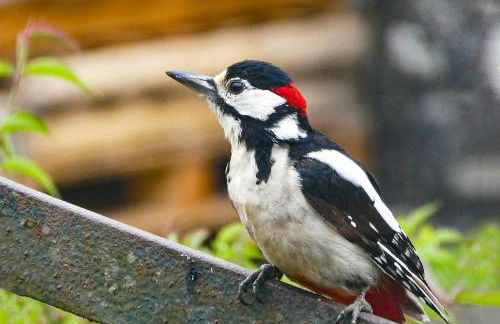 Coedmor Cottages - Foto 47