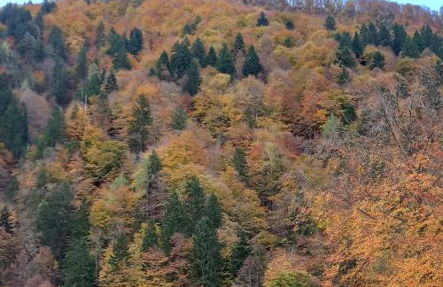 Meri per sempre - Foto 28