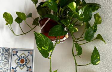 Moro House - Foto 31