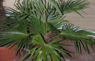 Apartments with parking space Dajla, Novigrad - 6935 - Photo 10