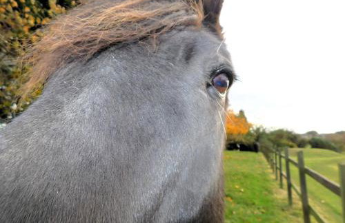 The Paddocks - Foto 11