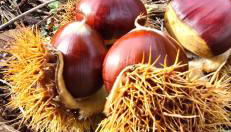 Bayo - terra essentia - Photo 3