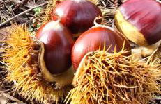 Bayo - terra essentia - Foto 3